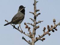 Image result for Sylvia rueppelli