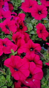 Image result for Petunie