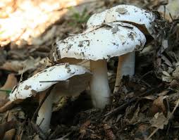 Attēlu rezultāti vaicājumam “Tricholoma album”