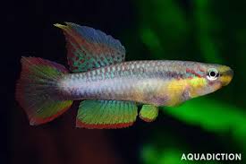 Image result for Aphyosemion