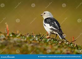 Attēlu rezultāti vaicājumam “Plectrophenax nivalis”