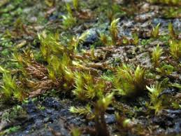 Attēlu rezultāti vaicājumam “Hygrohypnum luridum”