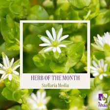 Attēlu rezultāti vaicājumam “Stellaria media”