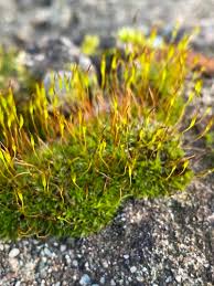 Attēlu rezultāti vaicājumam “Tortula muralis”