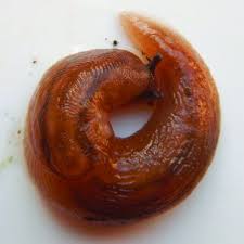 Attēlu rezultāti vaicājumam “Krynickillus melanocephalus”