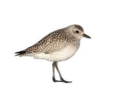 Attēlu rezultāti vaicājumam “Pluvialis squatarola”