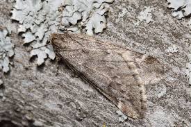 Attēlu rezultāti vaicājumam “Alsophila aescularia”