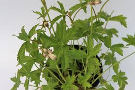 Attēlu rezultāti vaicājumam “Astrantia major leaf”