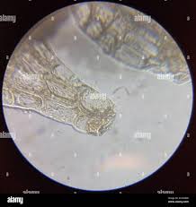 Attēlu rezultāti vaicājumam “Nowellia curvifolia”