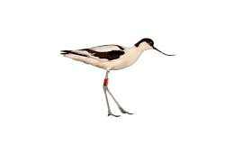 Image result for Recurvirostra avosetta