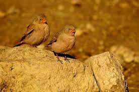 Image result for Bucanetes githagineus