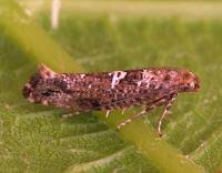 Attēlu rezultāti vaicājumam “Acrolepiopsis assectella”