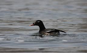 Attēlu rezultāti vaicājumam “Melanitta fusca male”