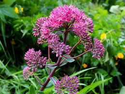 Attēlu rezultāti vaicājumam “Hylotelephium telephium flower”