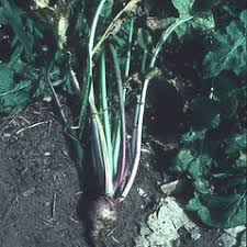 Attēlu rezultāti vaicājumam “Brassica napus fruit”