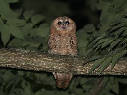 Image result for Strix aluco