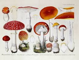 Attēlu rezultāti vaicājumam “Amanita muscaria”