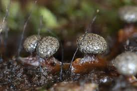 Attēlu rezultāti vaicājumam “Diderma tigrinum”