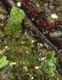 Attēlu rezultāti vaicājumam “Riccia cavernosa”