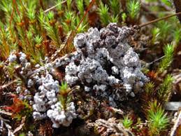 Attēlu rezultāti vaicājumam “Diderma simplex”