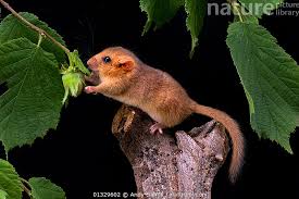 Attēlu rezultāti vaicājumam “Muscardinus avellanarius”