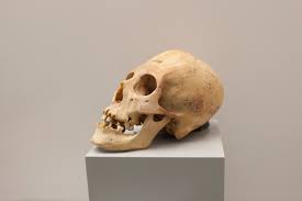 Image result for elongated skulls
