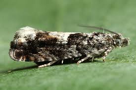 Attēlu rezultāti vaicājumam “Epinotia immundana”