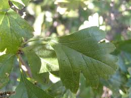 Attēlu rezultāti vaicājumam “Crataegus laevigata leaf”