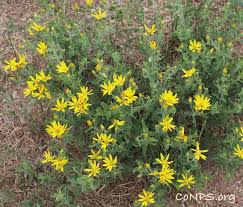 Attēlu rezultāti vaicājumam “Trichia erecta stalked”