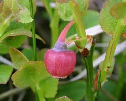 Attēlu rezultāti vaicājumam “Vaccinium myrtillus fruit”