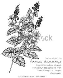 Attēlu rezultāti vaicājumam “Veronica chamaedrys bud”