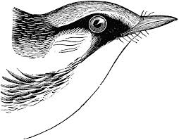 Image result for Dendroica pensylvanica