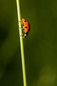 Attēlu rezultāti vaicājumam “Coccinella quinquepunctata”