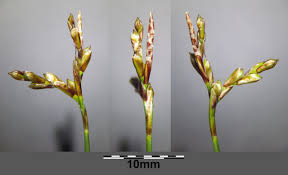 Attēlu rezultāti vaicājumam “Carex ornithopoda”