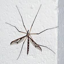 Attēlu rezultāti vaicājumam “Tipulidae”