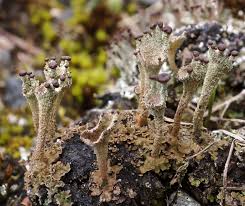 Attēlu rezultāti vaicājumam “Cladonia pyxidata”