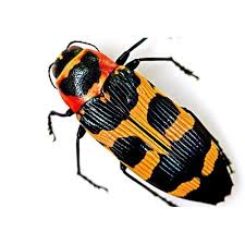 Attēlu rezultāti vaicājumam “Buprestidae”