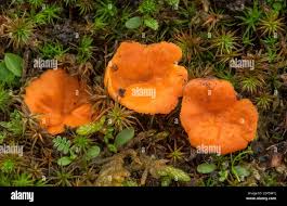 Attēlu rezultāti vaicājumam “Octospora humosa”