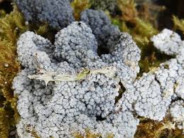 Attēlu rezultāti vaicājumam “Diderma spumarioides”