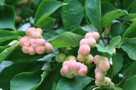 Attēlu rezultāti vaicājumam “Magnolia kobus fruit”