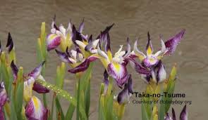 Attēlu rezultāti vaicājumam “Iris rosenbachiana flower”