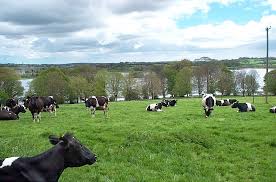 Image result for Kinawley Gfc