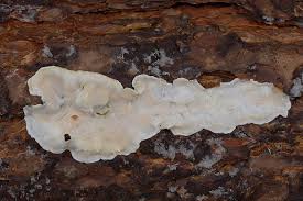 Attēlu rezultāti vaicājumam “Skeletocutis brevispora”