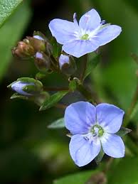 Attēlu rezultāti vaicājumam “Veronica beccabunga bud”