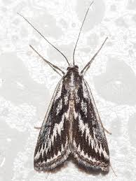 Attēlu rezultāti vaicājumam “Crambidae”