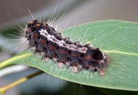 Attēlu rezultāti vaicājumam “Lymantriidae”