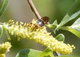 Attēlu rezultāti vaicājumam “Andrena haemorrhoa female”