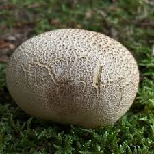 Attēlu rezultāti vaicājumam “Scleroderma citrinum”