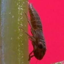 Attēlu rezultāti vaicājumam “Cicadellidae”