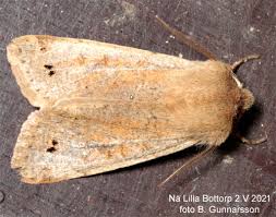 Attēlu rezultāti vaicājumam “Orthosia munda”